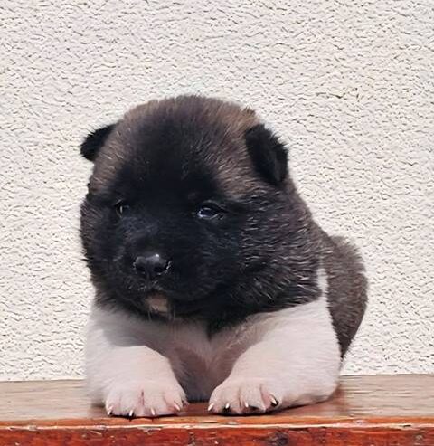 Američka Akita TOP štenci