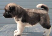 Američka Akita, novo leglo