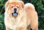 Chow Chow / Čau Čau štenci