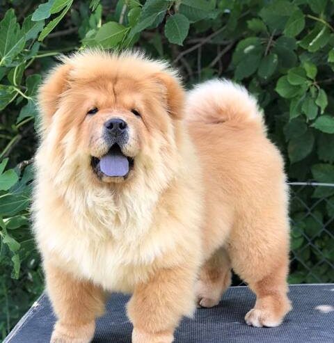 Chow Chow / Čau Čau štenci