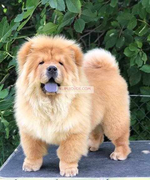 Chow Chow / Čau Čau štenci