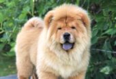 Chow Chow / Čau Čau štenci