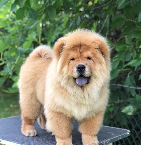 Chow Chow / Čau Čau štenci