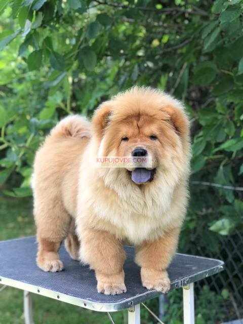 Chow Chow / Čau Čau štenci