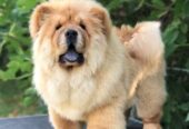 Chow Chow / Čau Čau štenci