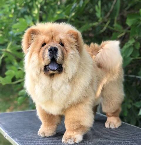 Chow Chow / Čau Čau štenci