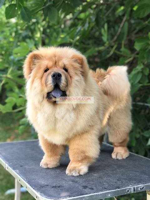 Chow Chow / Čau Čau štenci