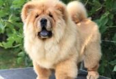 Chow Chow / Čau Čau štenci