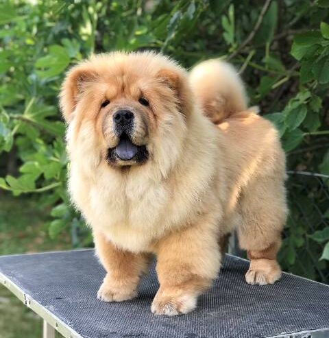 Chow Chow / Čau Čau štenci