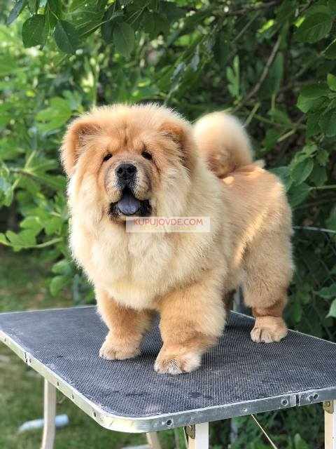 Chow Chow / Čau Čau štenci