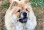 Chow Chow / Čau Čau štenci
