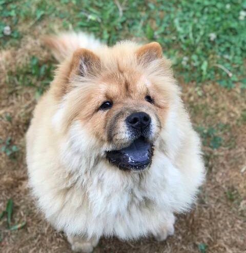 Chow Chow / Čau Čau štenci