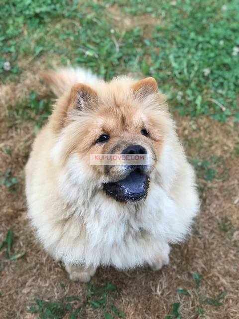 Chow Chow / Čau Čau štenci