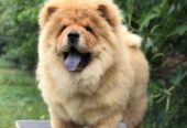 Chow Chow / Čau Čau štenci
