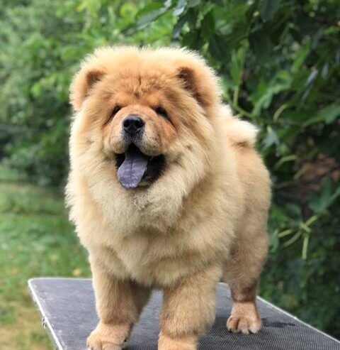 Chow Chow / Čau Čau štenci