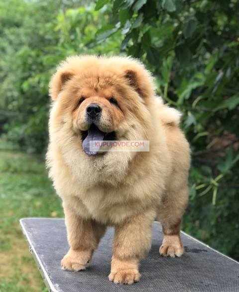 Chow Chow / Čau Čau štenci