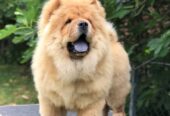 Chow Chow / Čau Čau štenci