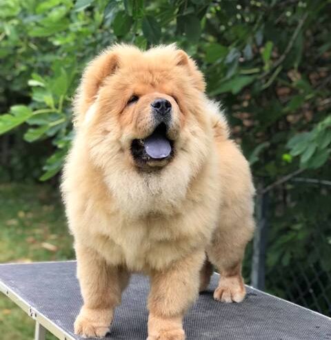 Chow Chow / Čau Čau štenci