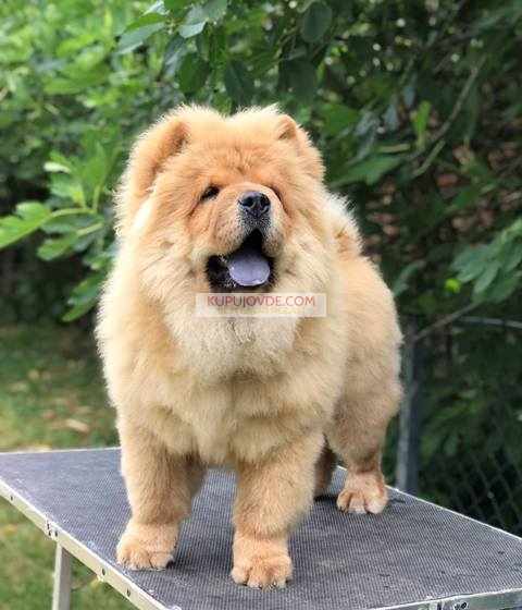 Chow Chow / Čau Čau štenci