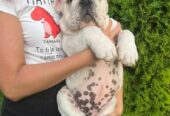 Engleski buldog, muško štene
