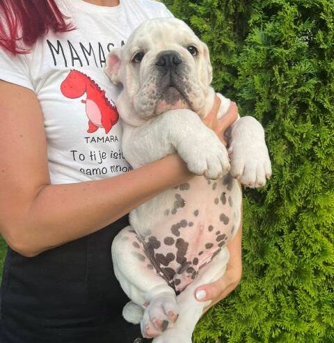 Engleski buldog, muško štene
