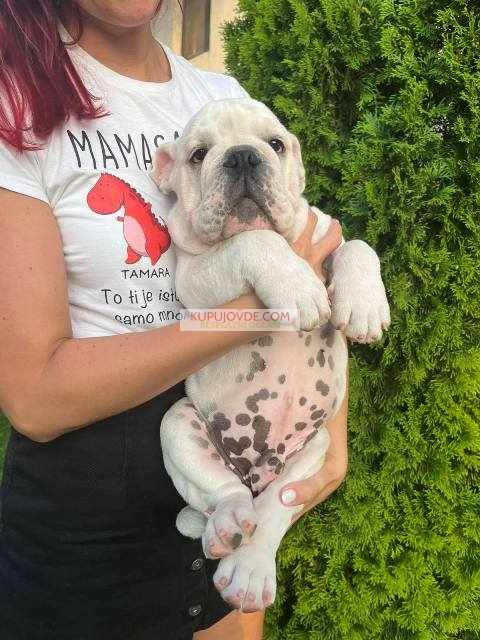 Engleski buldog, muško štene