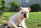 Engleski buldog, muško štene