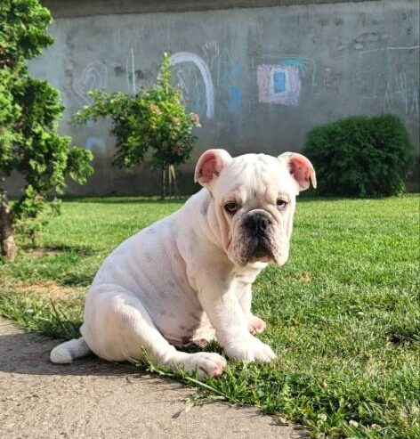 Engleski buldog, muško štene