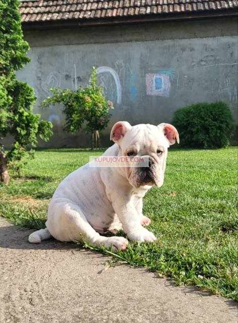 Engleski buldog, muško štene