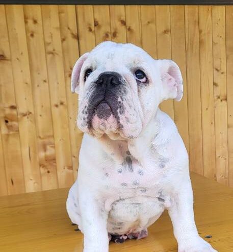 Engleski buldog, muško štene
