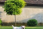 Engleski buldog, muško štene