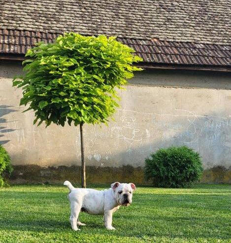 Engleski buldog, muško štene