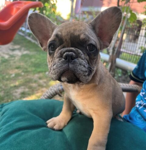Francuski buldog, ženski štenci