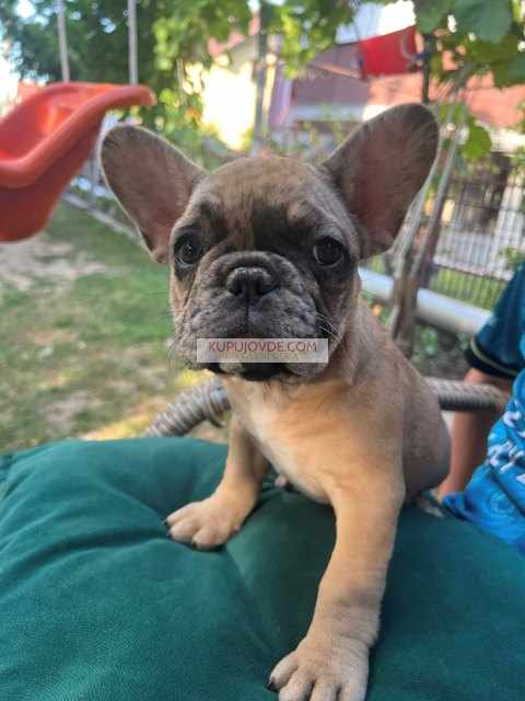 Francuski buldog, ženski štenci
