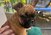 Francuski buldog, ženski štenci