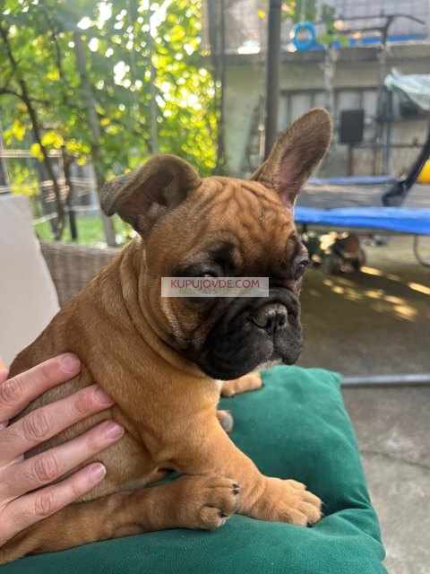 Francuski buldog, ženski štenci