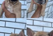 Francuski buldog, ženski štenci