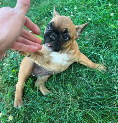 Francuski buldog, ženski štenci