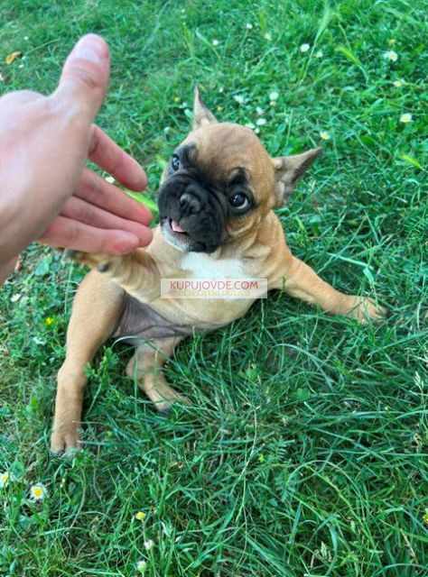 Francuski buldog, ženski štenci