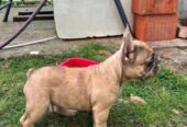 Francuski buldog, ženski štenci