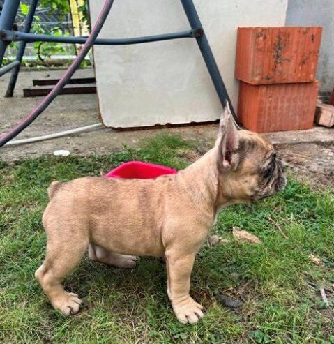 Francuski buldog, ženski štenci