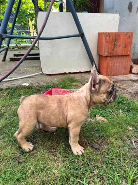 Francuski buldog, ženski štenci