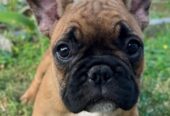 Francuski buldog, ženski štenci