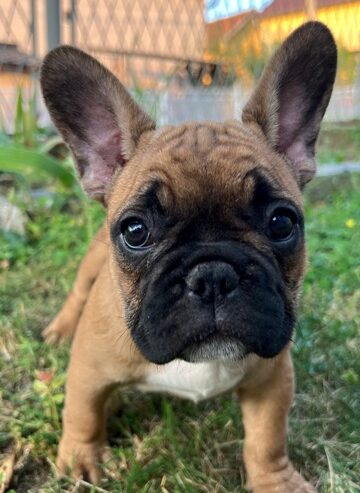 Francuski buldog, ženski štenci