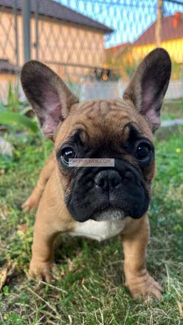 Francuski buldog, ženski štenci