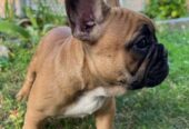 Francuski buldog, ženski štenci