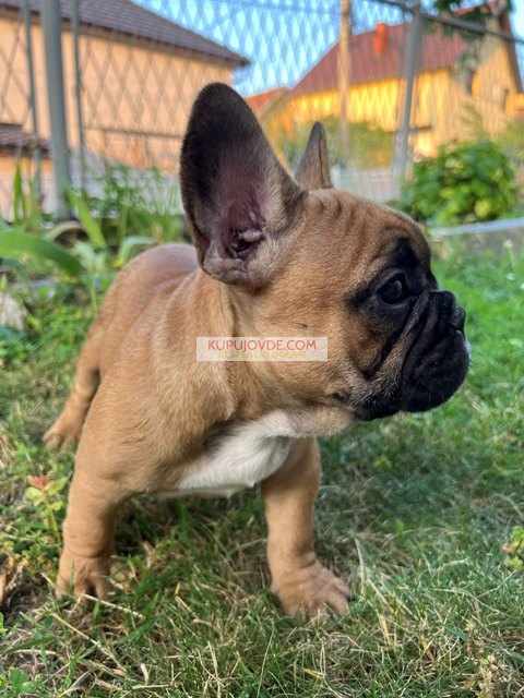 Francuski buldog, ženski štenci