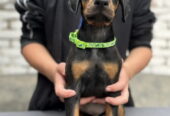 Prodaju se prelepi štenci dobermana, od 2 meseca