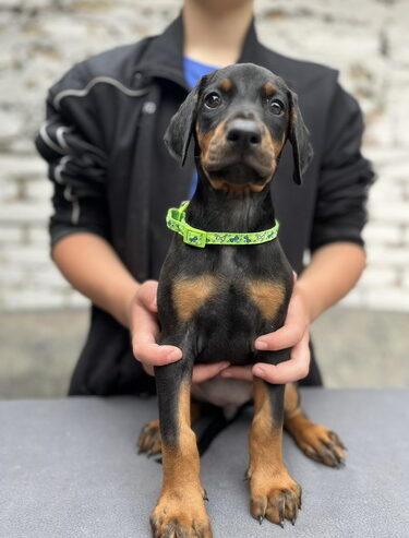 Prodaju se prelepi štenci dobermana, od 2 meseca