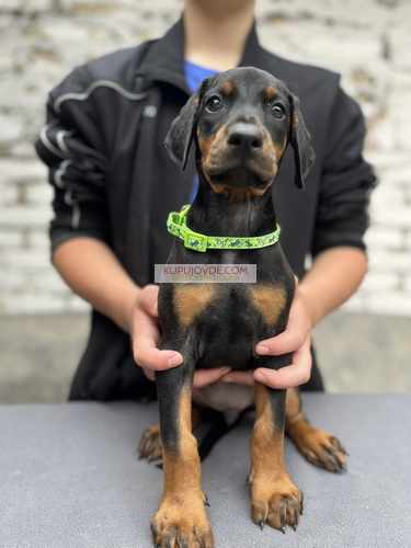 Prodaju se prelepi štenci dobermana, od 2 meseca